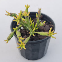 Load image into Gallery viewer, Hatiora salicornioides
