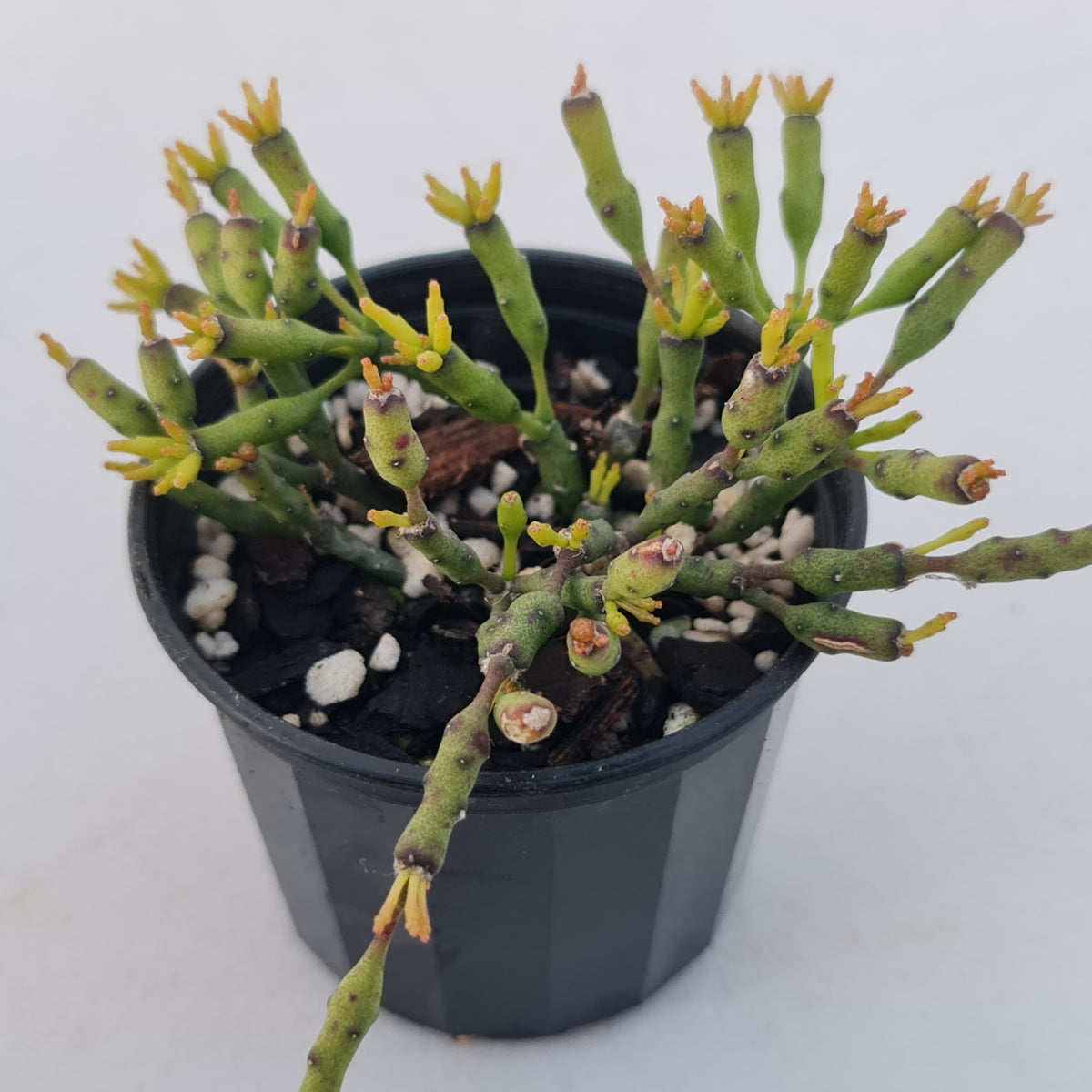 Hatiora salicornioides (Lg)