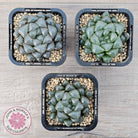 Haworthia cooperi var. truncata