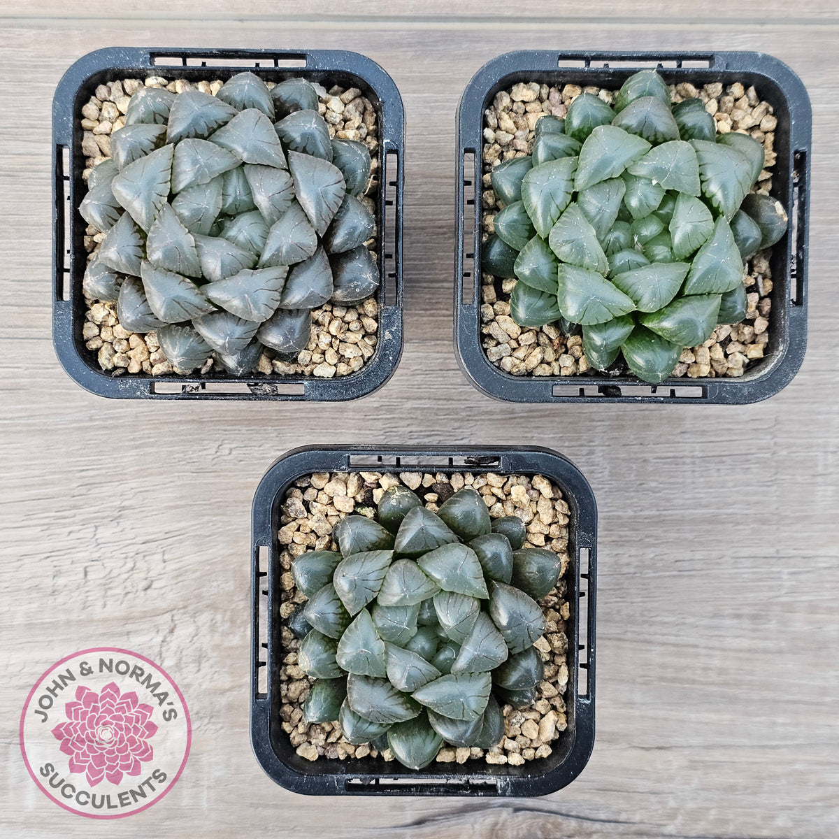 Haworthia cooperi var. truncata
