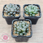 Haworthia cooperi var. truncata
