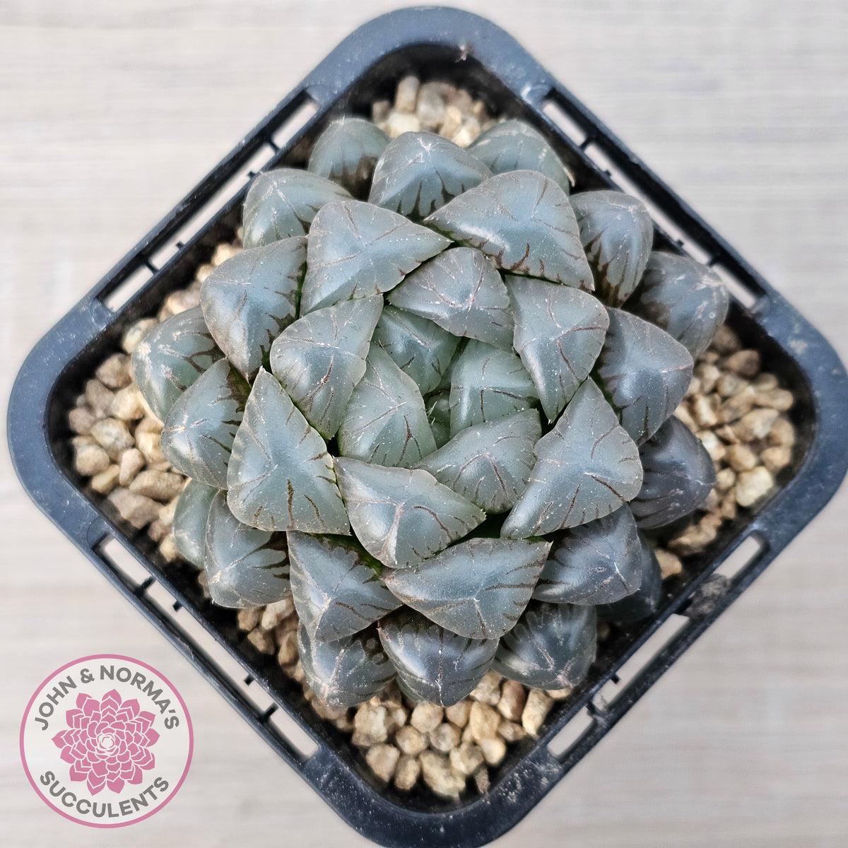 Haworthia cooperi var. truncata