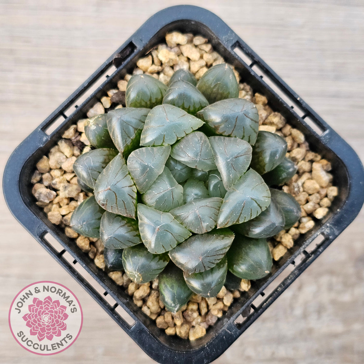 Haworthia cooperi var. truncata
