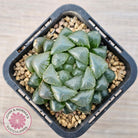 Haworthia cooperi var. truncata