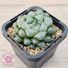 Haworthia cooperi var. truncata