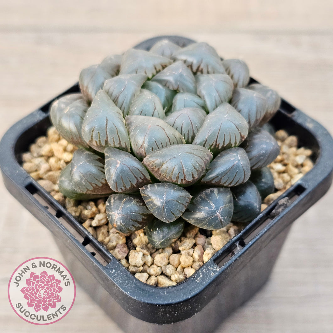 Haworthia cooperi var. truncata