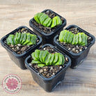 Haworthia truncata 'Lime Green'