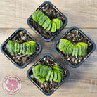 Haworthia truncata 'Lime Green'