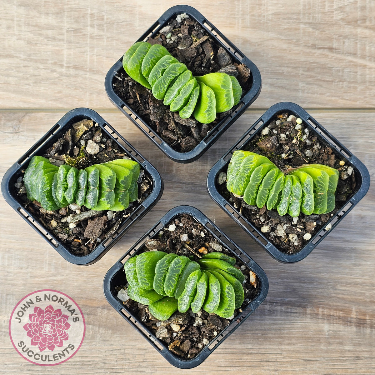 Haworthia truncata 'Lime Green'