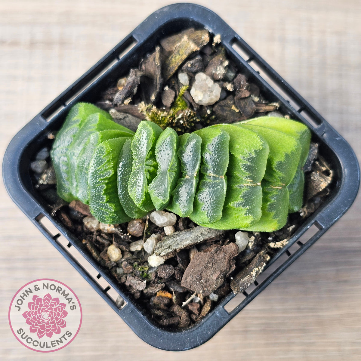 Haworthia truncata 'Lime Green'