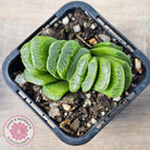 Haworthia truncata 'Lime Green'