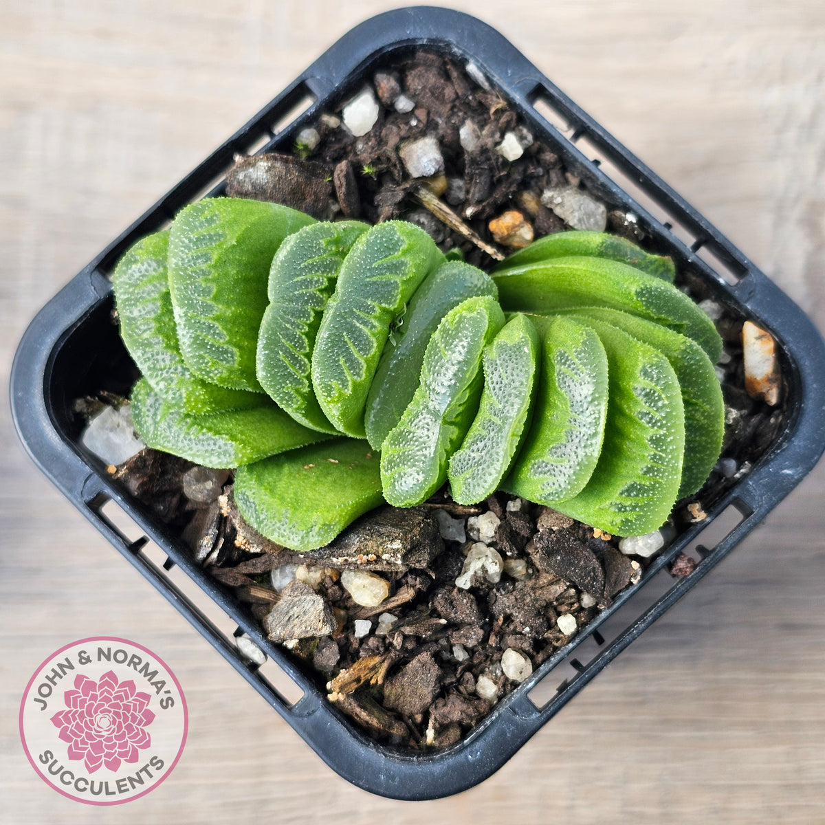 Haworthia truncata 'Lime Green'