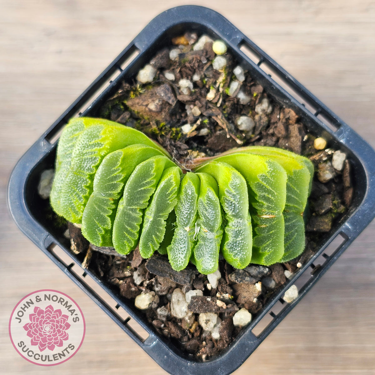 Haworthia truncata 'Lime Green'