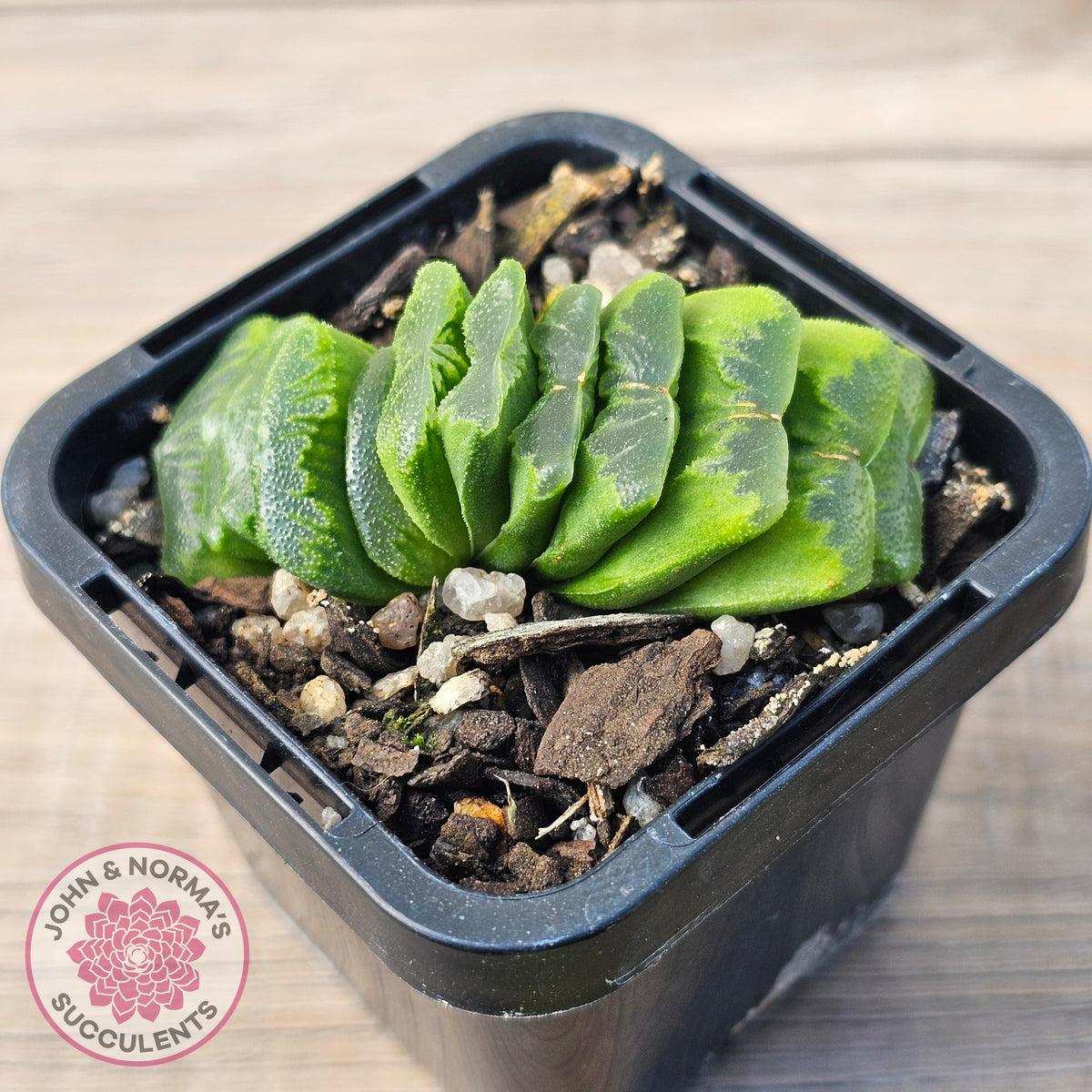 Haworthia truncata 'Lime Green'