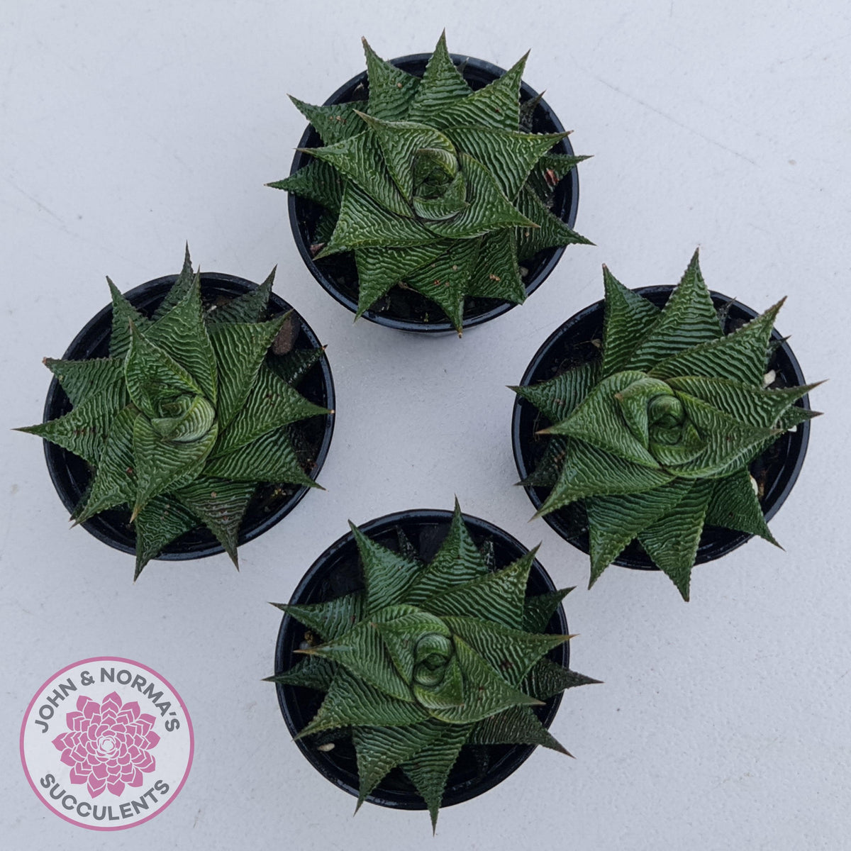 Haworthiopsis limifolia