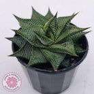 Haworthiopsis limifolia
