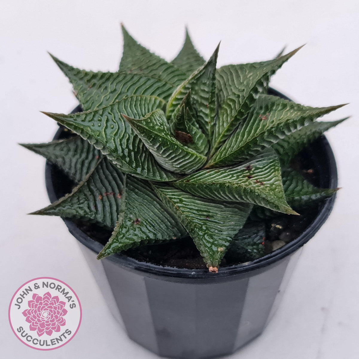 Haworthiopsis limifolia