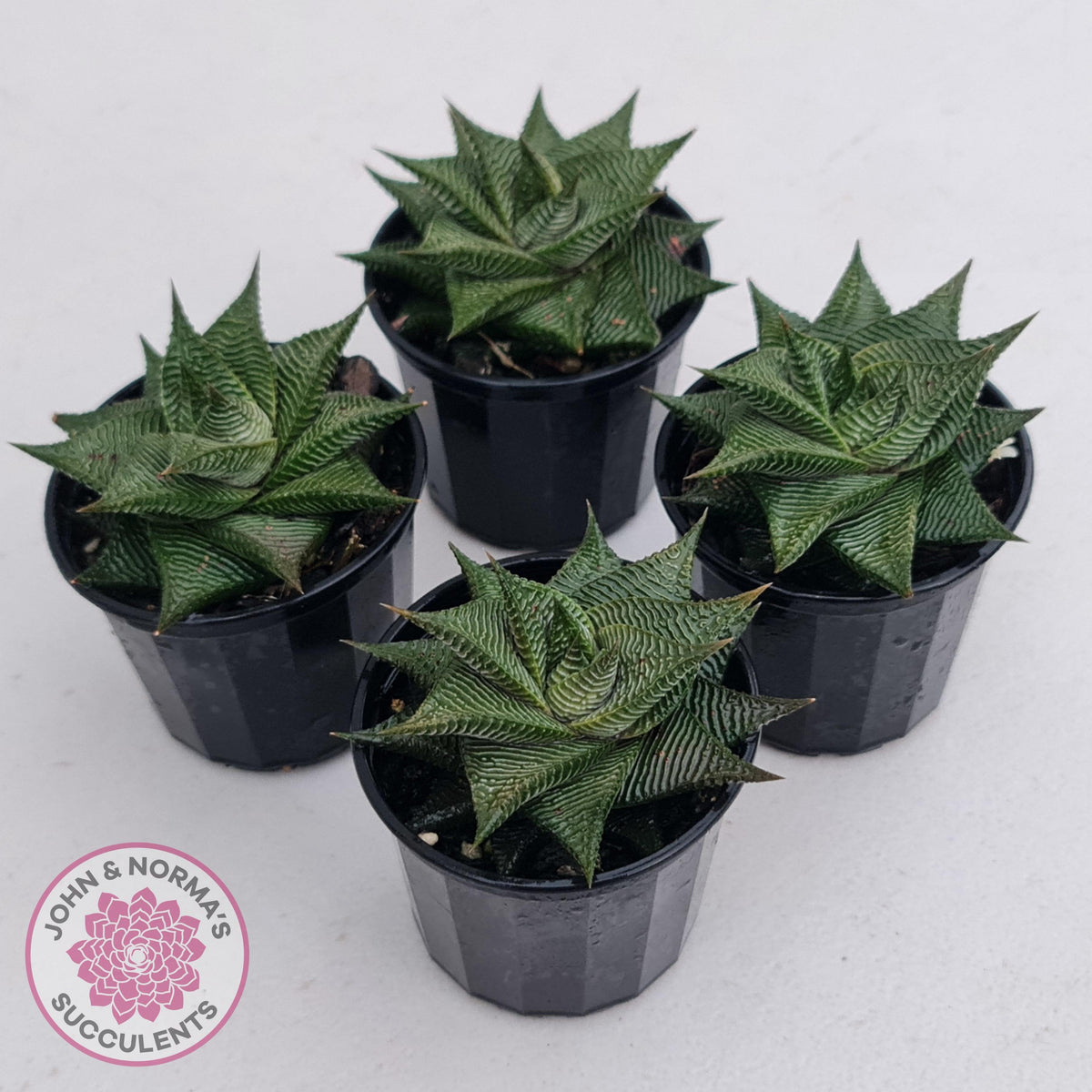 Haworthiopsis limifolia