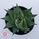 Haworthiopsis limifolia