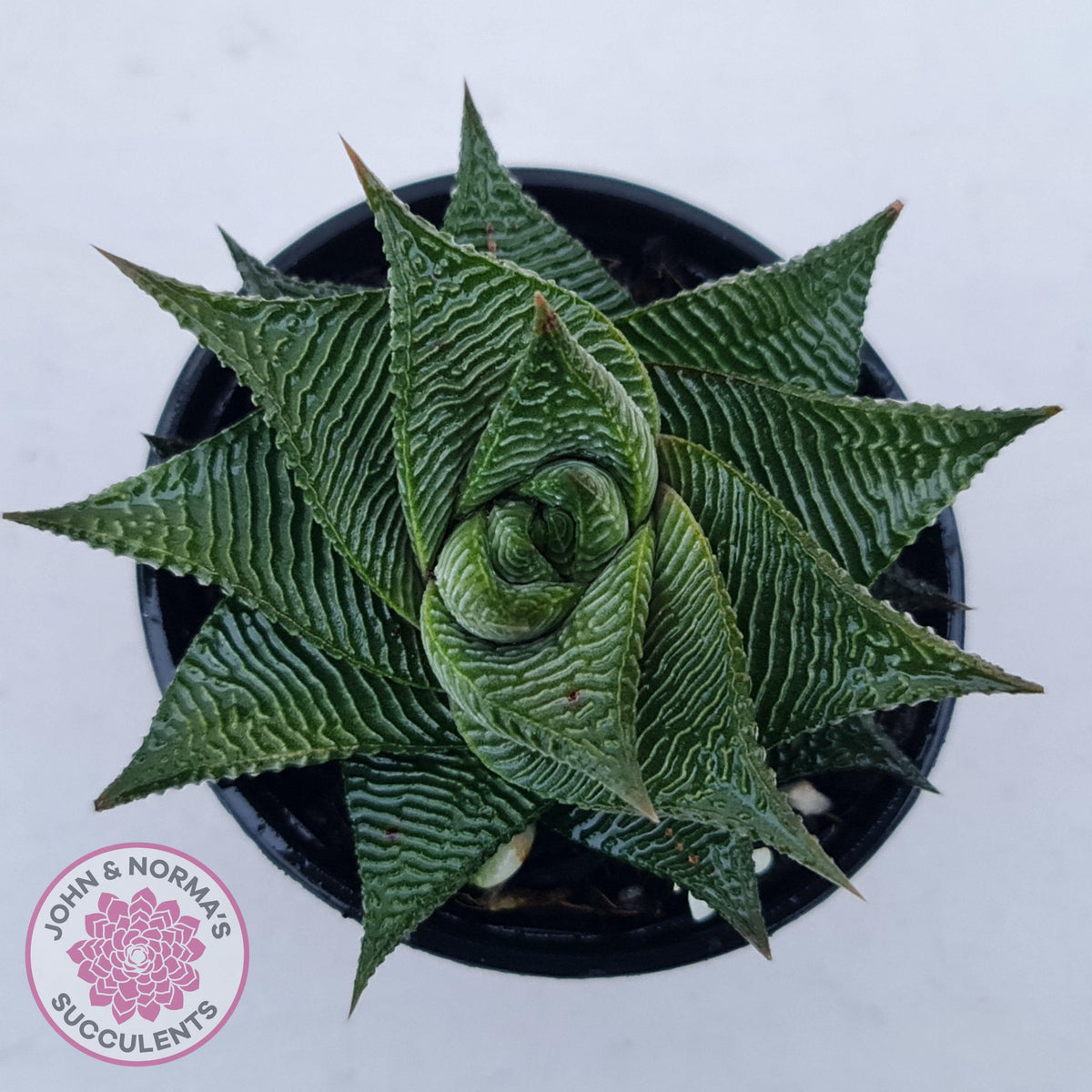 Haworthiopsis limifolia