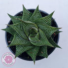 Haworthiopsis limifolia