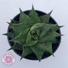 Haworthiopsis limifolia