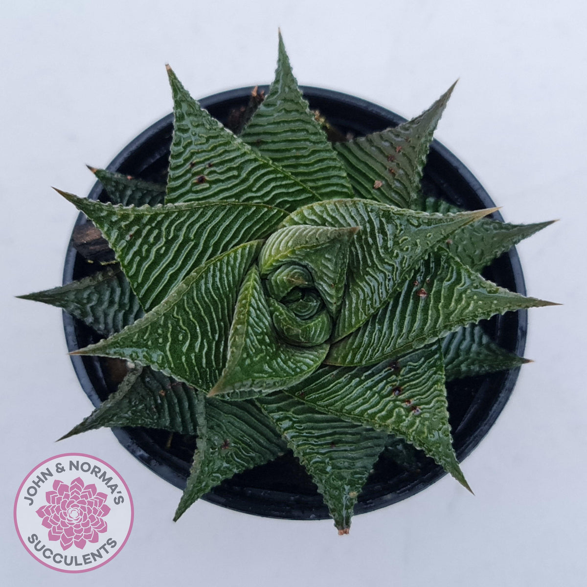 Haworthiopsis limifolia