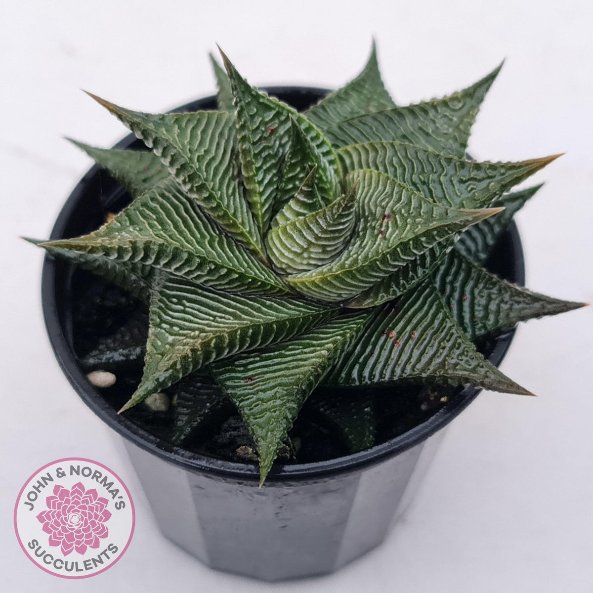 Haworthiopsis limifolia
