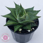 Haworthiopsis limifolia