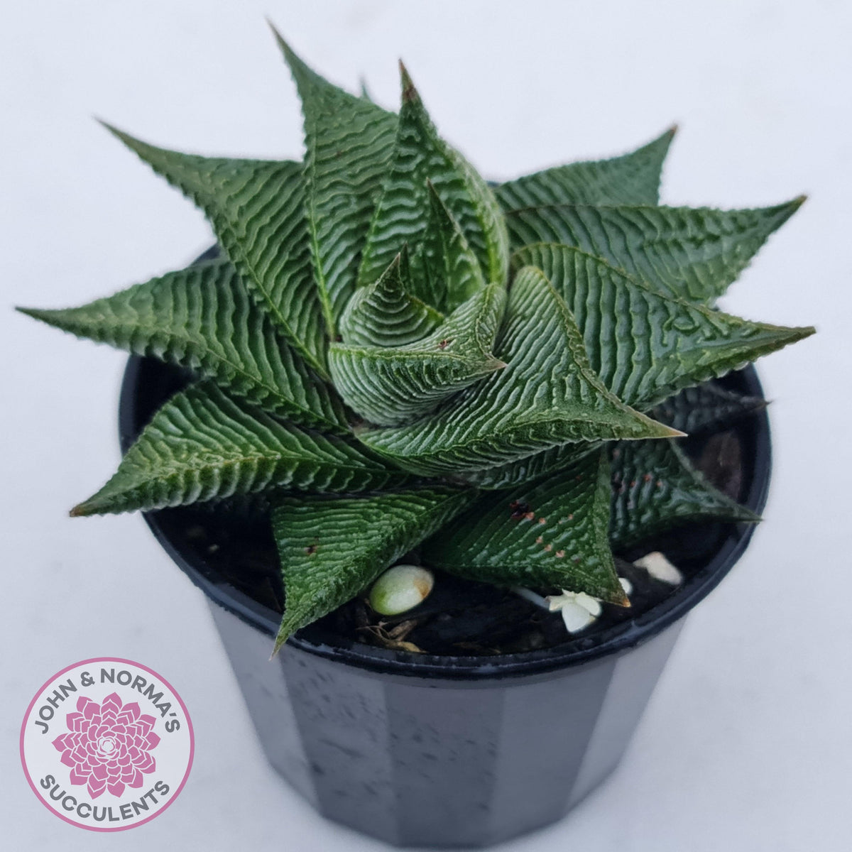 Haworthiopsis limifolia
