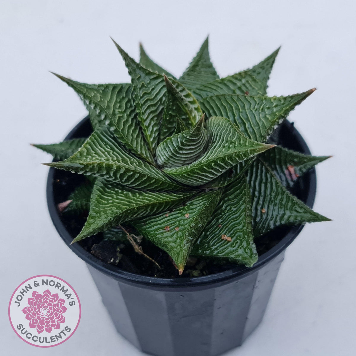 Haworthiopsis limifolia