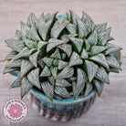 Haworthia Wimii Hybrid 'Silver kiwi'