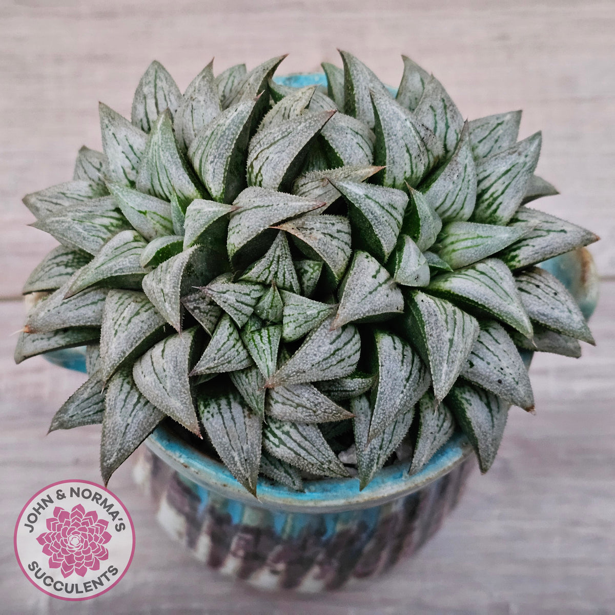 Haworthia Wimii Hybrid 'Silver kiwi'