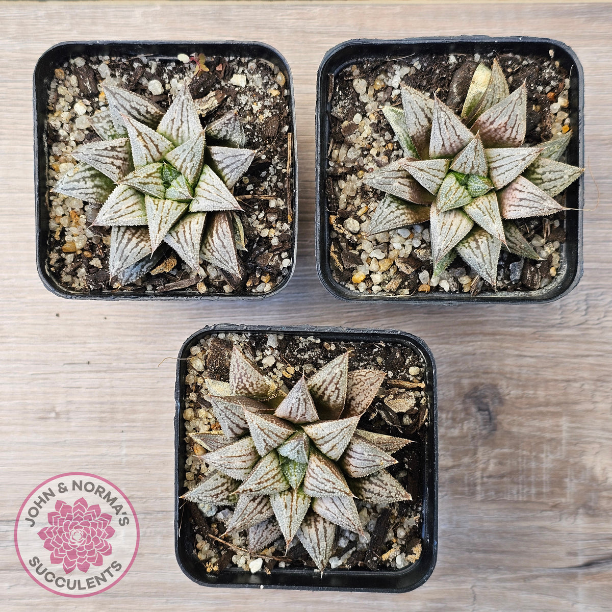 Haworthia Wimii Hybrid 'Silver kiwi'