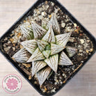 Haworthia Wimii Hybrid 'Silver kiwi'