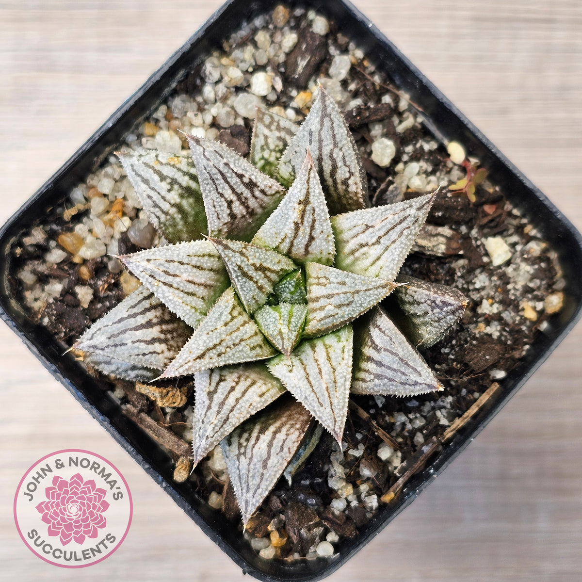 Haworthia Wimii Hybrid 'Silver kiwi'