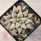 Haworthia Wimii Hybrid 'Silver kiwi'