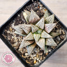 Haworthia Wimii Hybrid 'Silver kiwi'