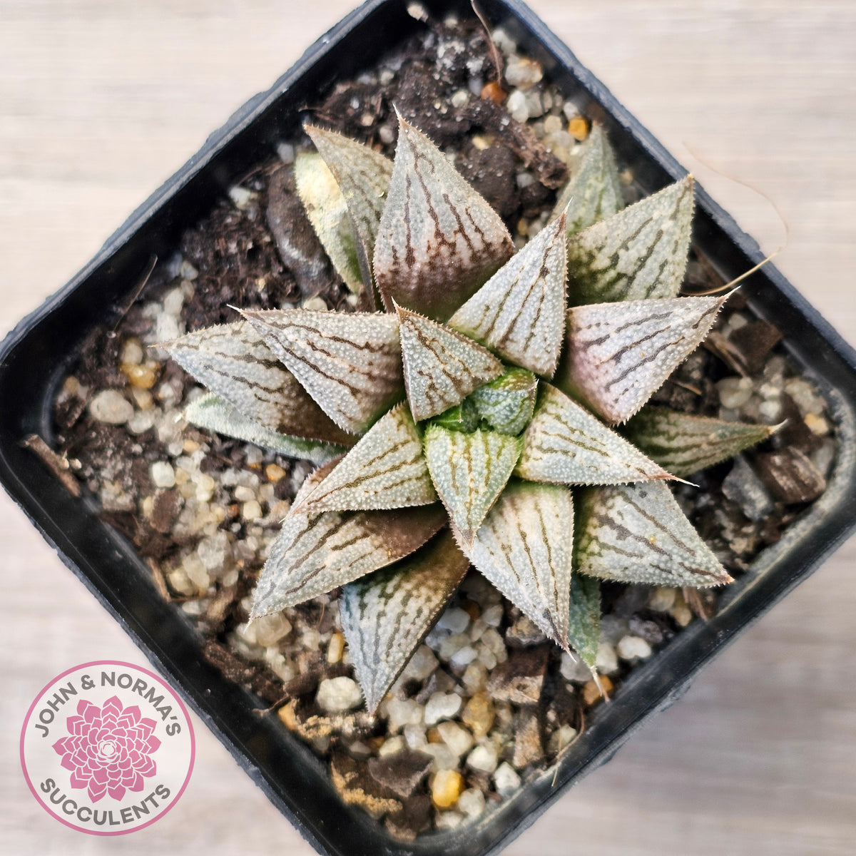 Haworthia Wimii Hybrid 'Silver kiwi'