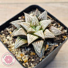 Haworthia Wimii Hybrid 'Silver kiwi'