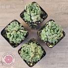 Haworthia cooperi 'Silver Swirls'