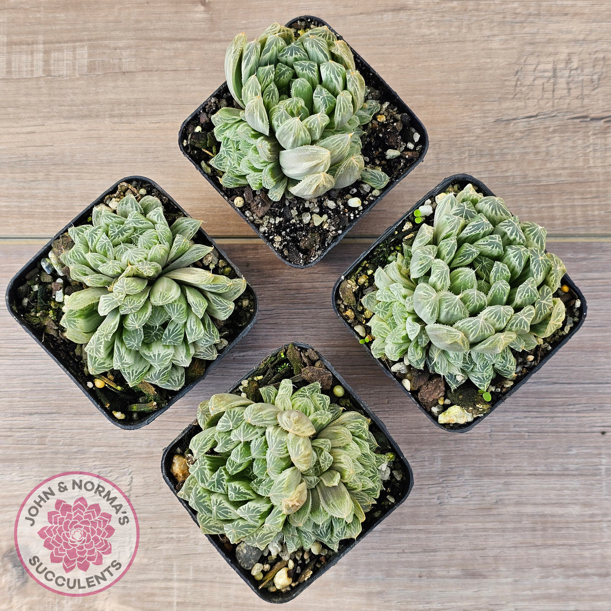 Haworthia cooperi 'Silver Swirls'
