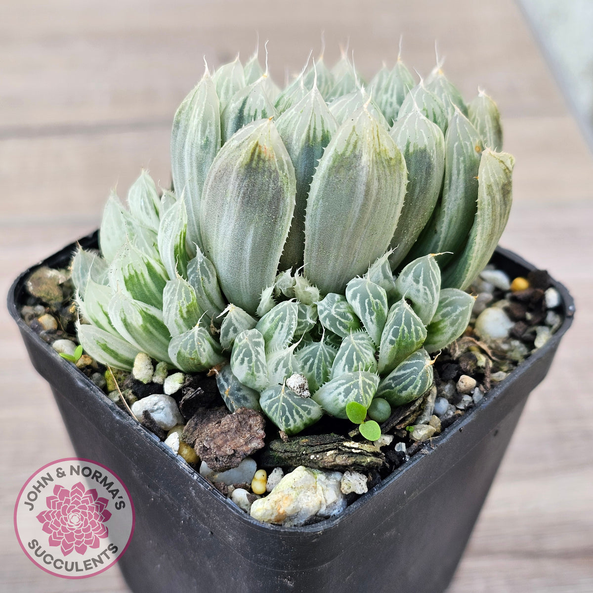 Haworthia cooperi 'Silver Swirls'