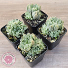 Haworthia cooperi 'Silver Swirls'