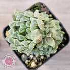 Haworthia cooperi 'Silver Swirls'