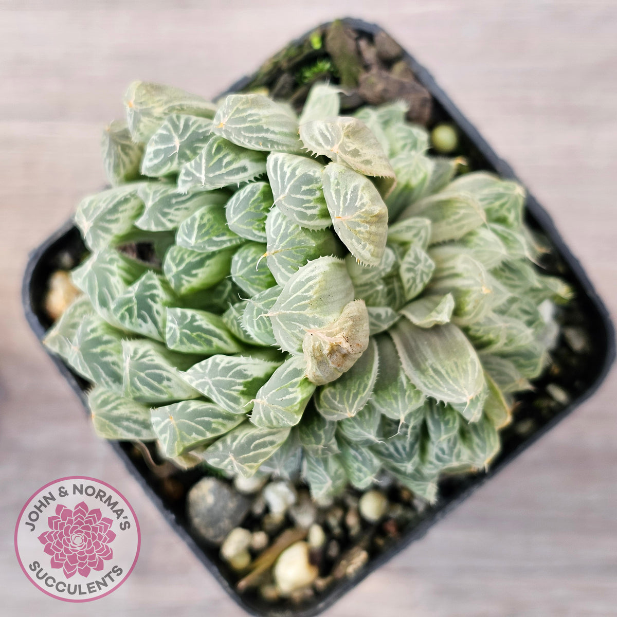 Haworthia cooperi 'Silver Swirls'