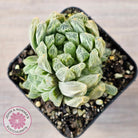 Haworthia cooperi 'Silver Swirls'