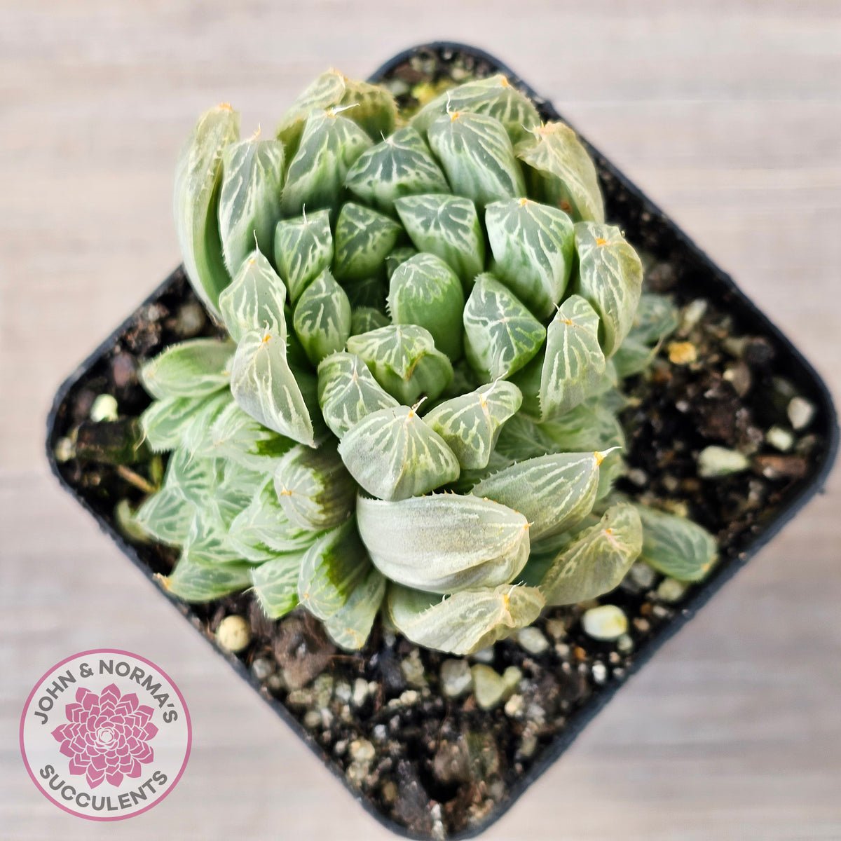 Haworthia cooperi 'Silver Swirls'