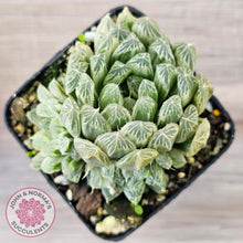 Load image into Gallery viewer, Haworthia cooperi &#39;Silver Swirls&#39;
