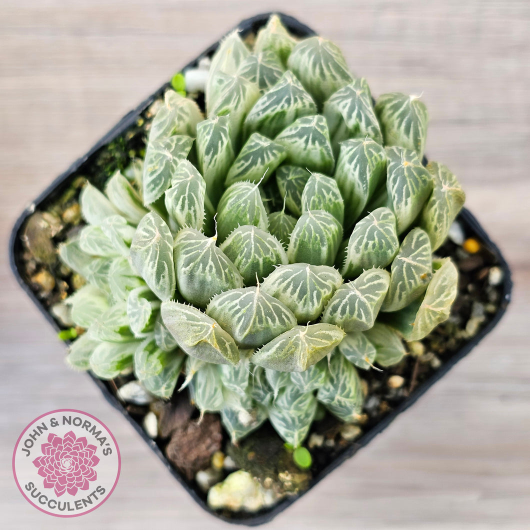 Haworthia cooperi 'Silver Swirls'